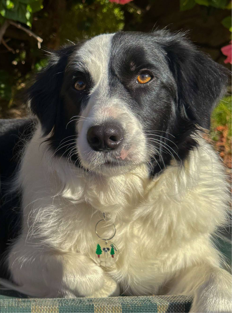 FT YOUR OWN PET, Forest