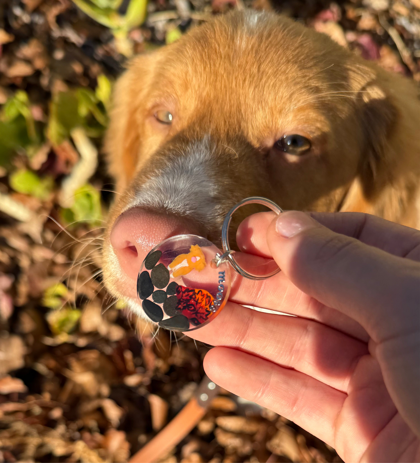 FT YOUR OWN PET, Autumn leafs