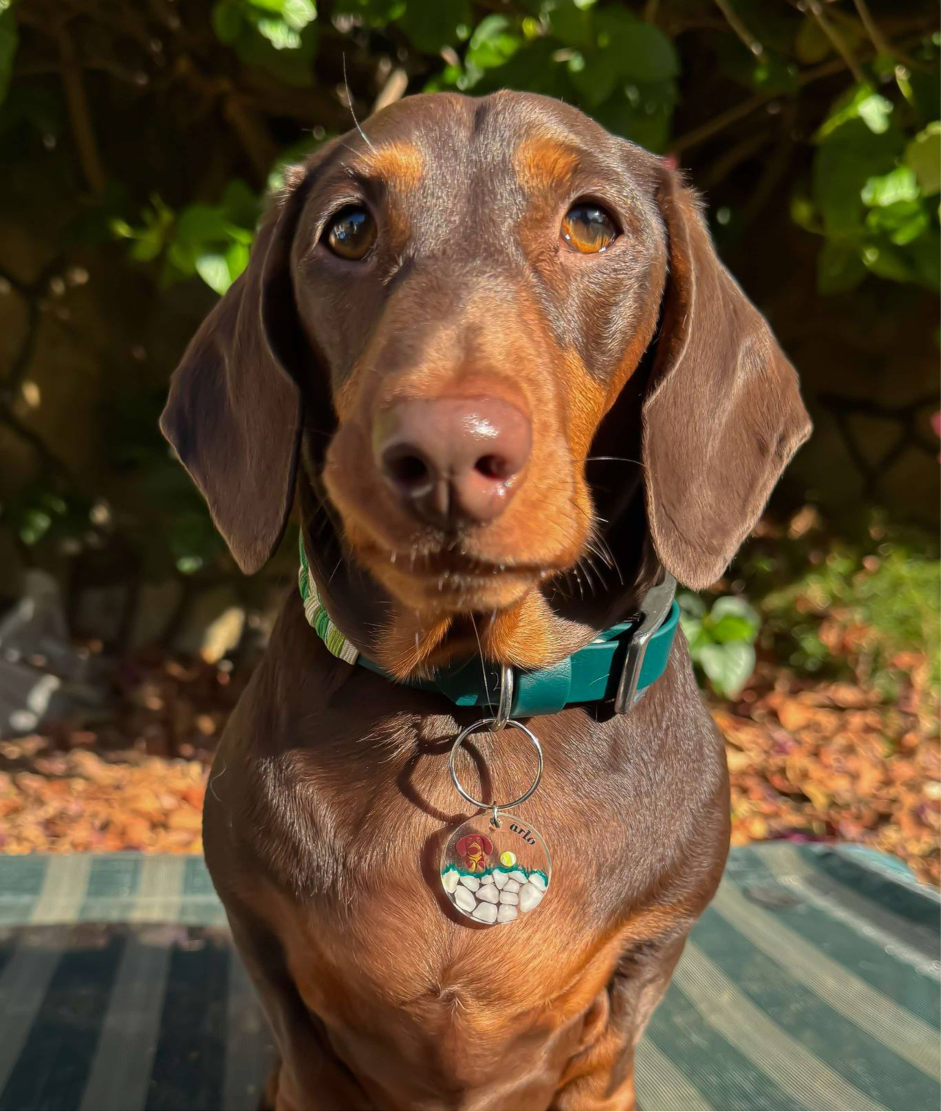 FT YOUR OWN PET, Tennis ball