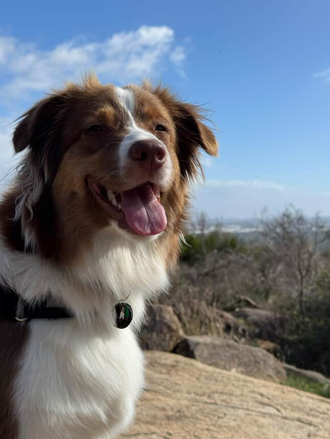 FT YOUR OWN PET, Camp night