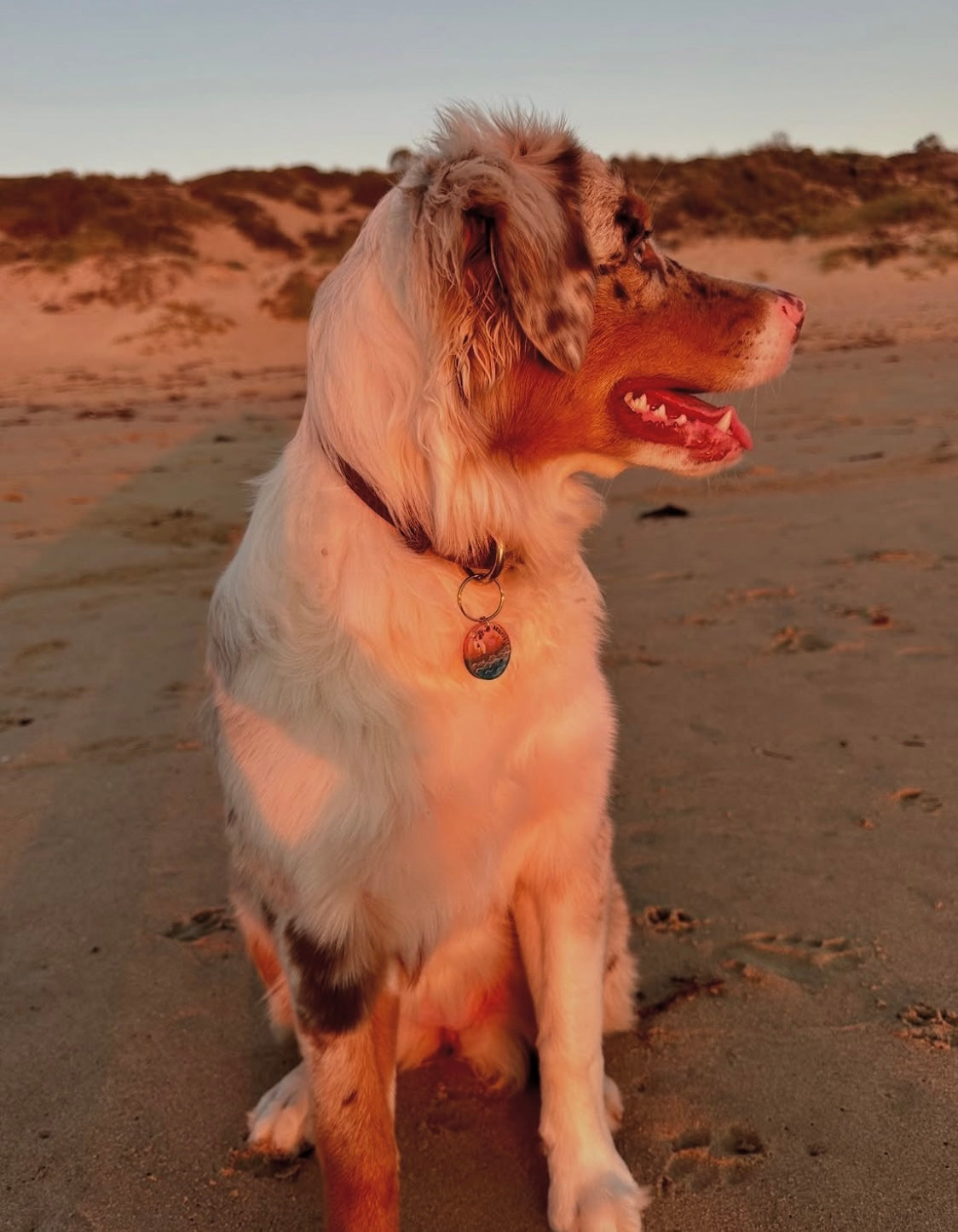 FT YOUR OWN DOG, Beach day