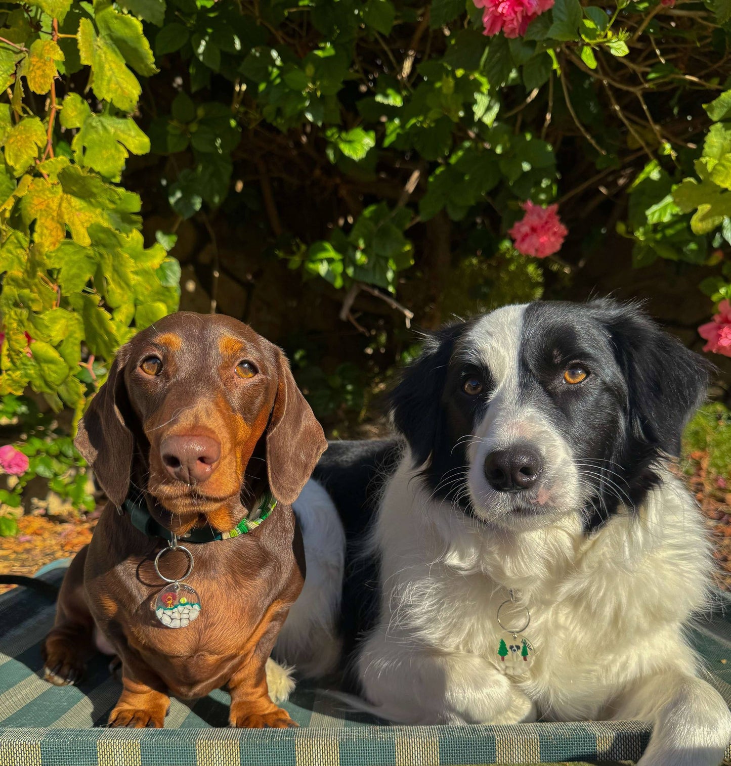 FT YOUR OWN PET, creative freedom