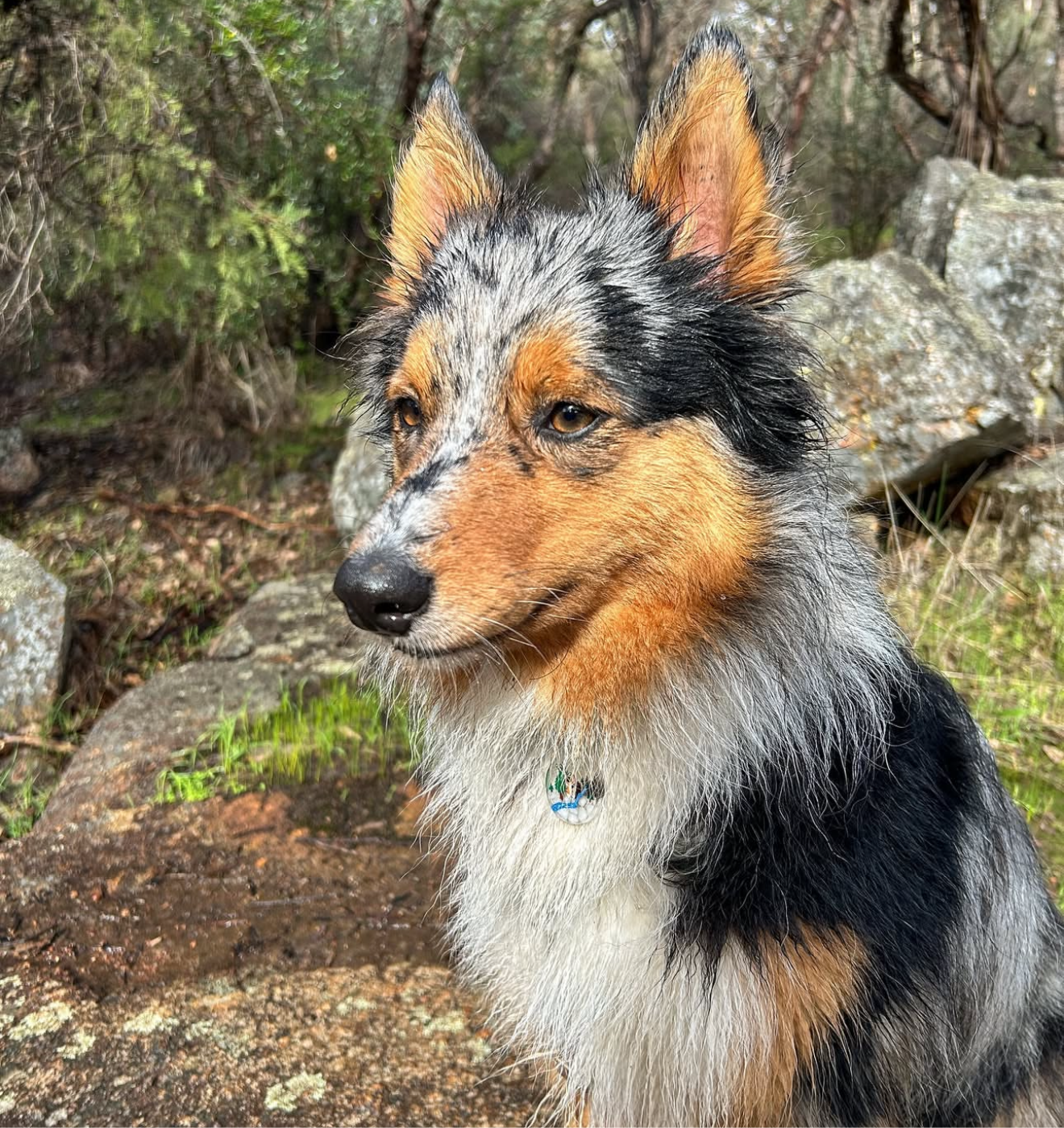 FT YOUR OWN PET, Waterfall